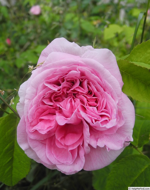 'Duchesse de Rohan (damask perpetual, Lévêque, 1846)' rose photo