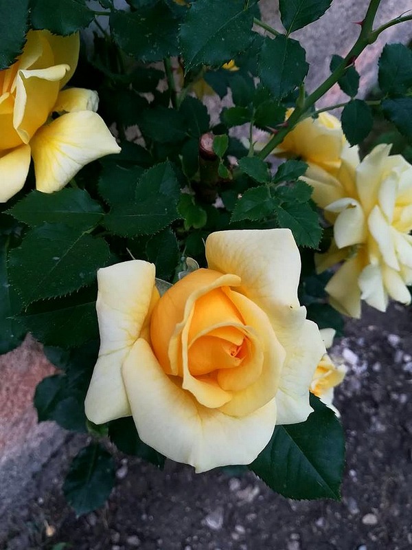 'Grimpant Rimosa ®' rose photo