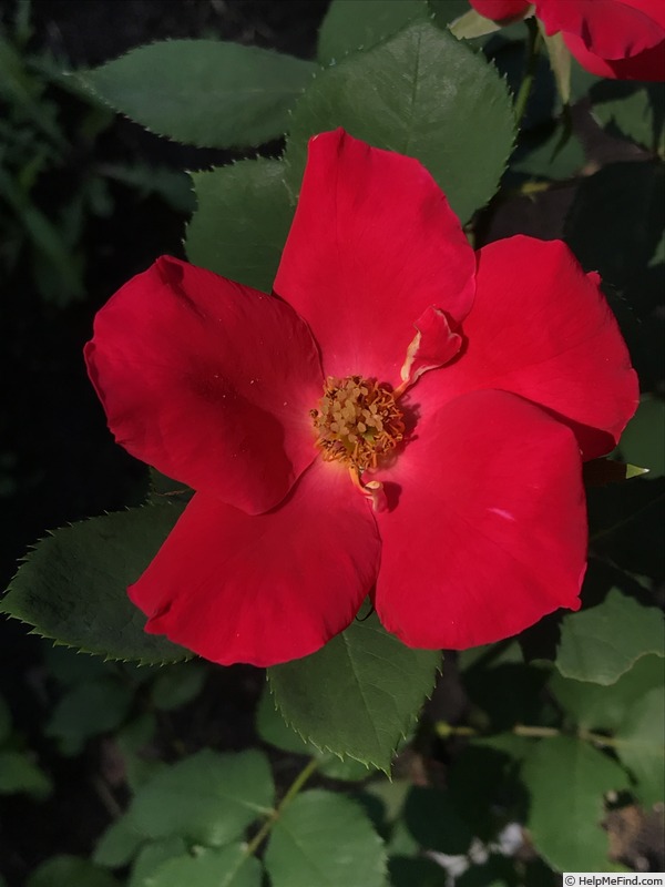 'SENPRMOP01' rose photo