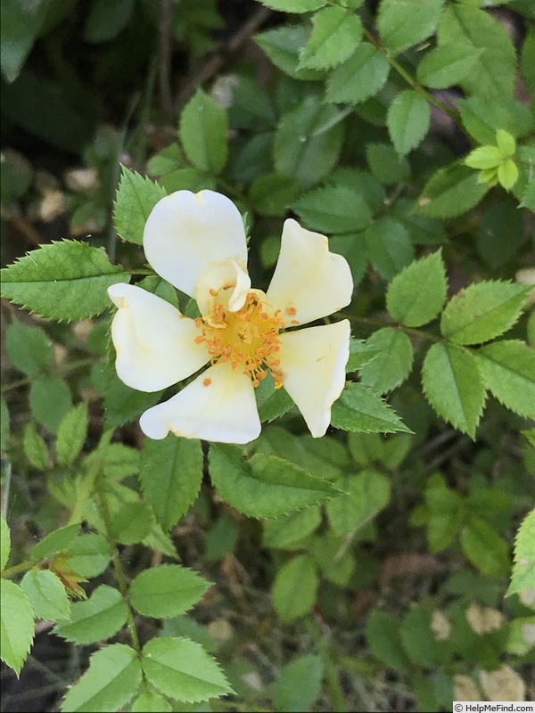 'Lemon Curd' rose photo