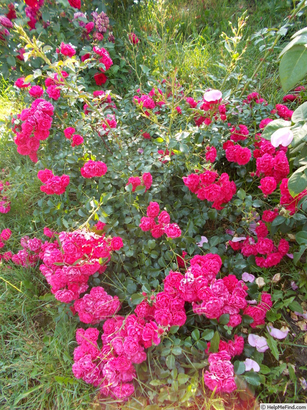 'Gärtnerfreude ® (floribunda, Kordes 1999)' rose photo