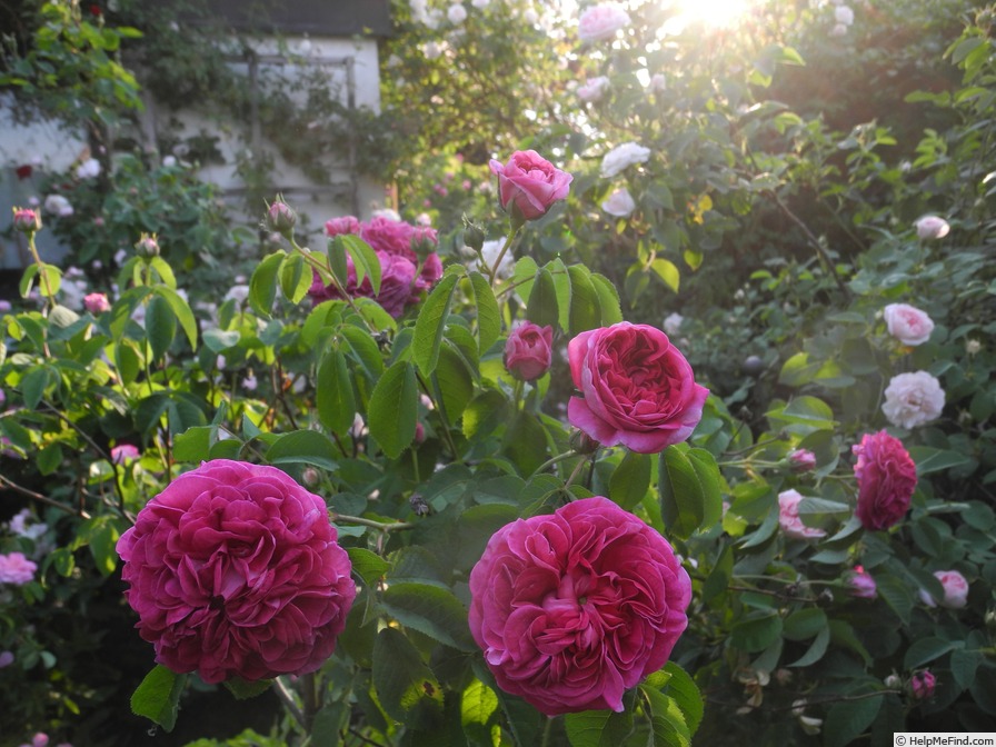 'Charles de Mills' rose photo