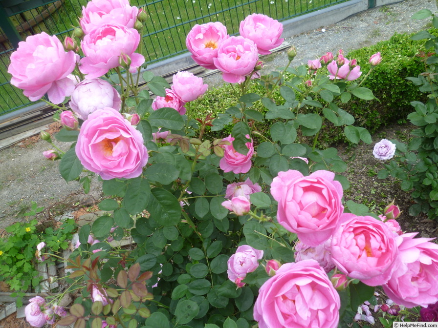'Royal Jubilee' rose photo