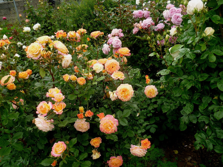 'Jardin de Carmen'  photo