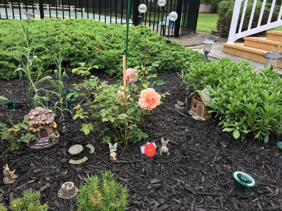 'My Garden in NJ, zone 7a'  photo