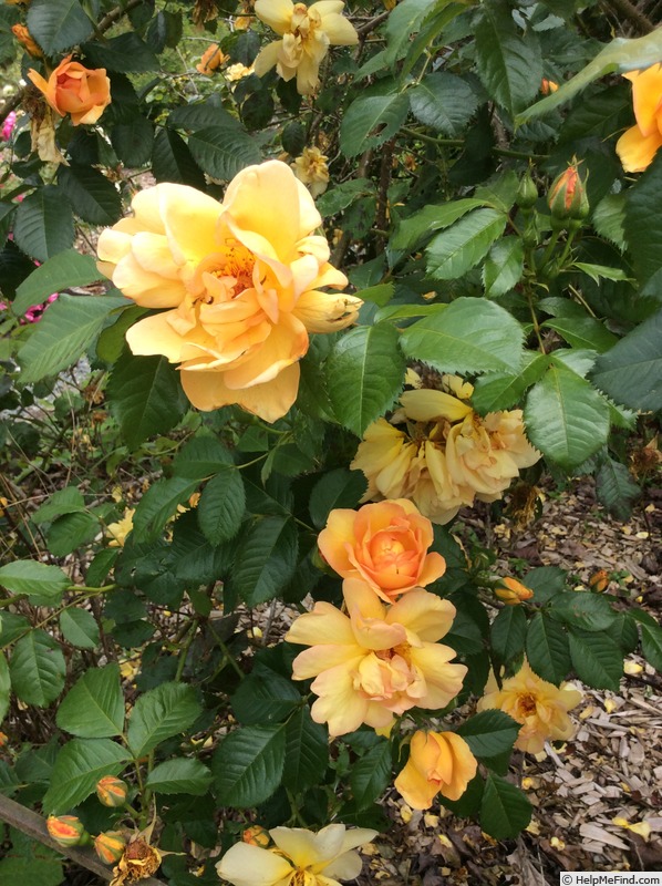 'Maigold' rose photo