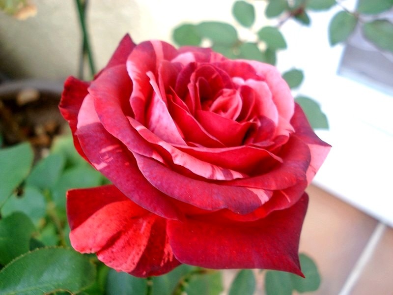'Yannick Noah ®' rose photo
