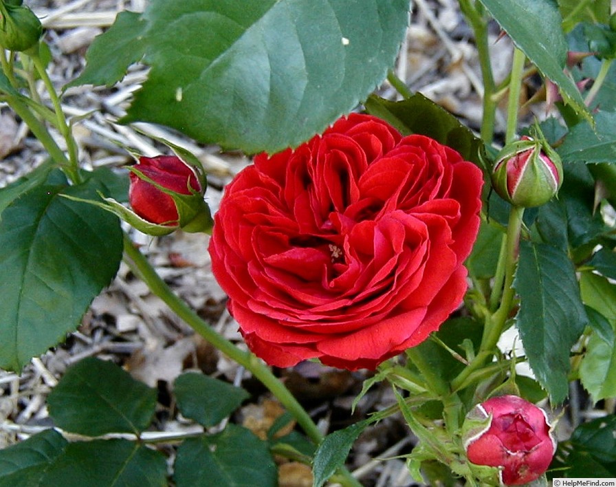 'François Rabelais' rose photo