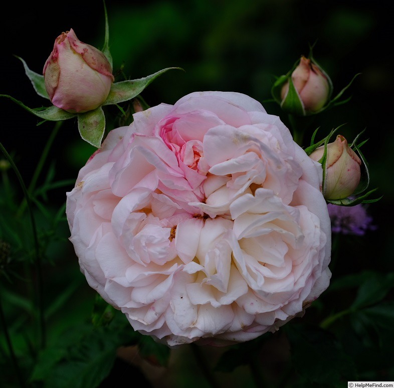 'Schönberg' rose photo