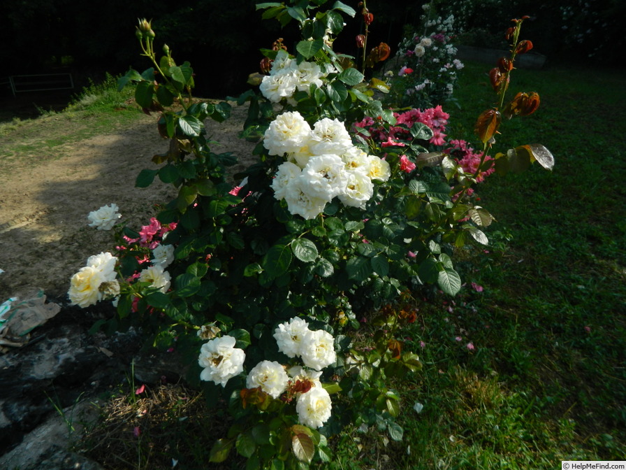 '84-13-04' rose photo