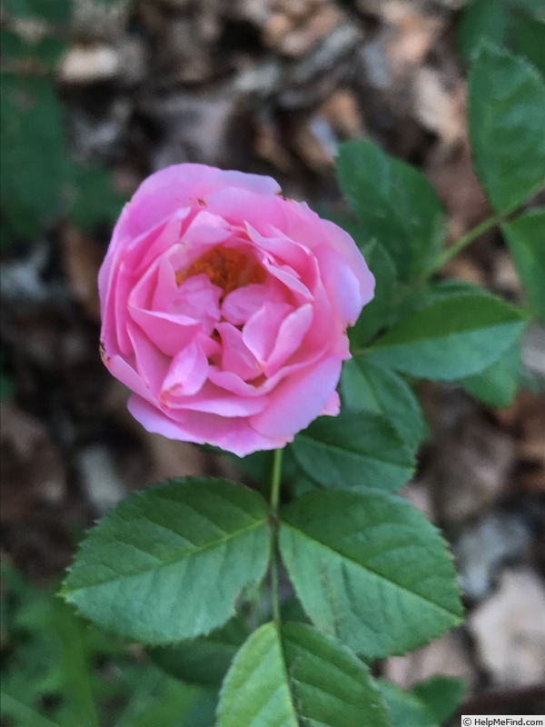'Charming Pink' rose photo