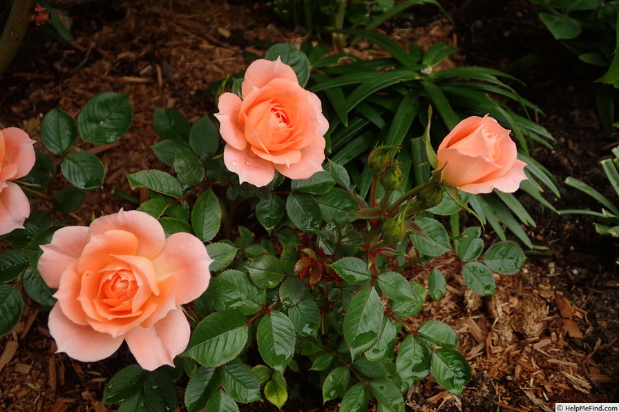 'Flower Power (mini-flora, Fryer, 1998)' rose photo