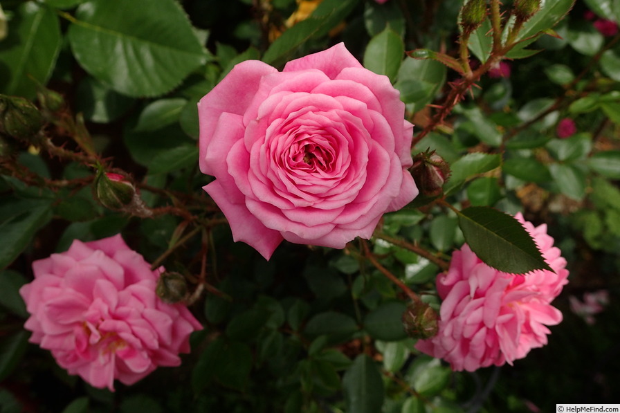 'Heidi (Miniature, Christensen 1978)' rose photo