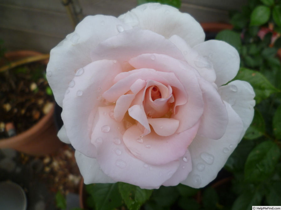 'A Whiter Shade of Pale (hybrid tea, Pearce, 2006)' rose photo