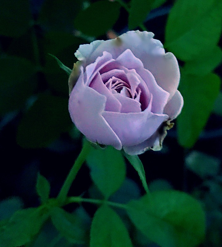 'Lapis Lazuli' rose photo