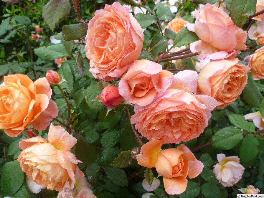 'Lady Emma Hamilton' rose photo