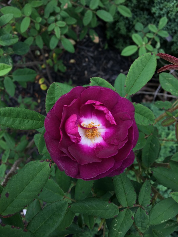 'Nightmoss' rose photo