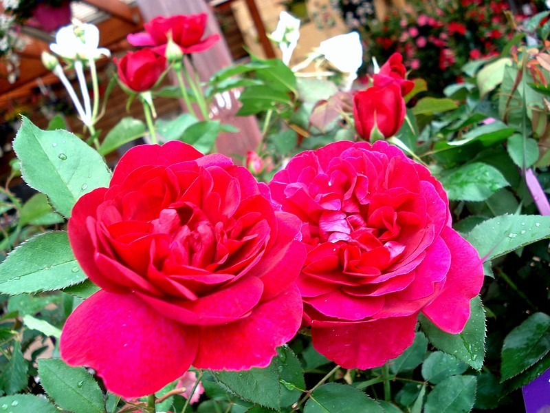 'Darcey Bussell' rose photo