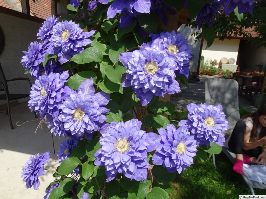 'Beauty of Worcester' clematis photo