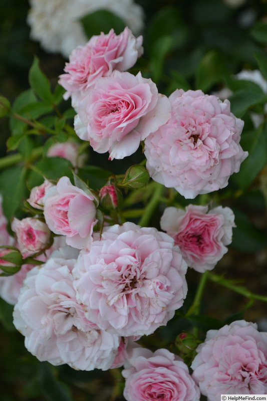 'Baby Kikko ®' rose photo