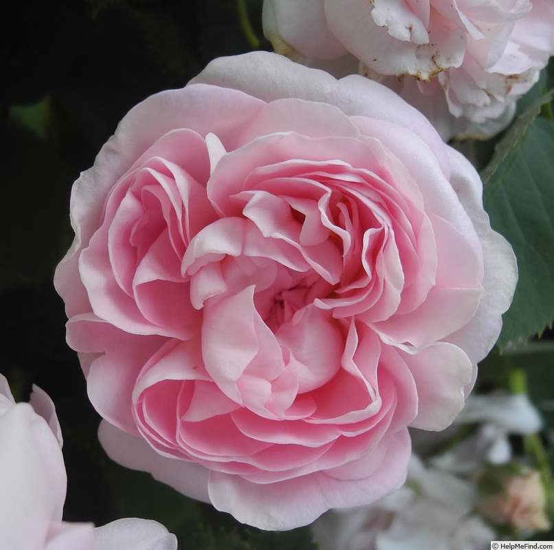 'Great Maiden's Blush' rose photo