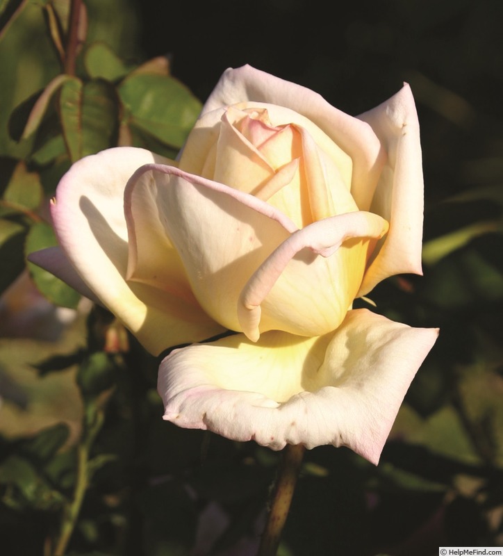 'Dorothy Peach' rose photo