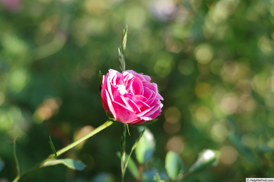 'Europas Rosengarten' rose photo