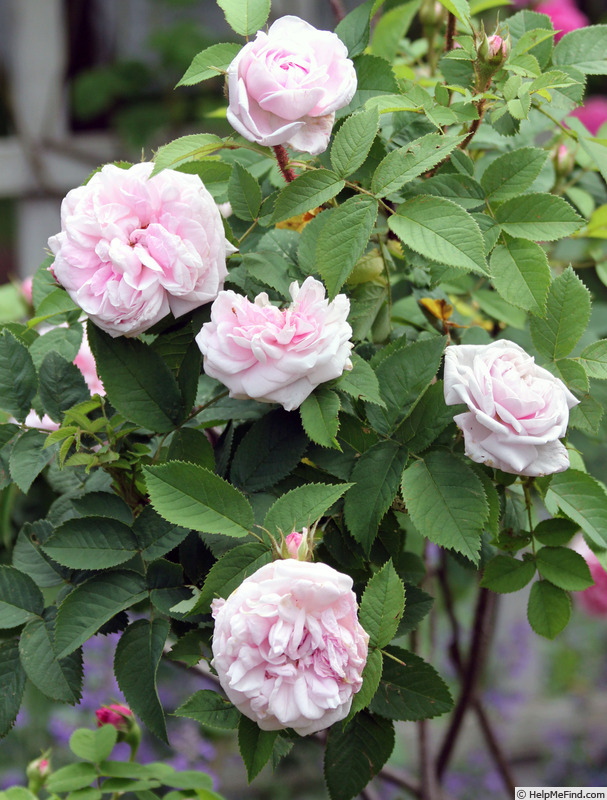 'Mousseau Ancien' rose photo