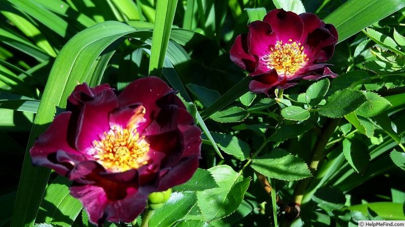 'Route 66' rose photo