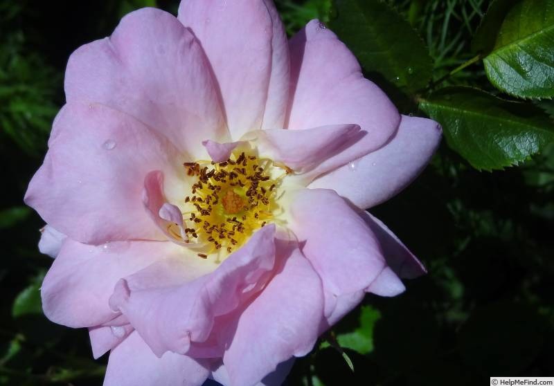 'AC Marie-Victorin' rose photo