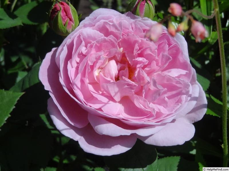 'Mary Rose ®' rose photo