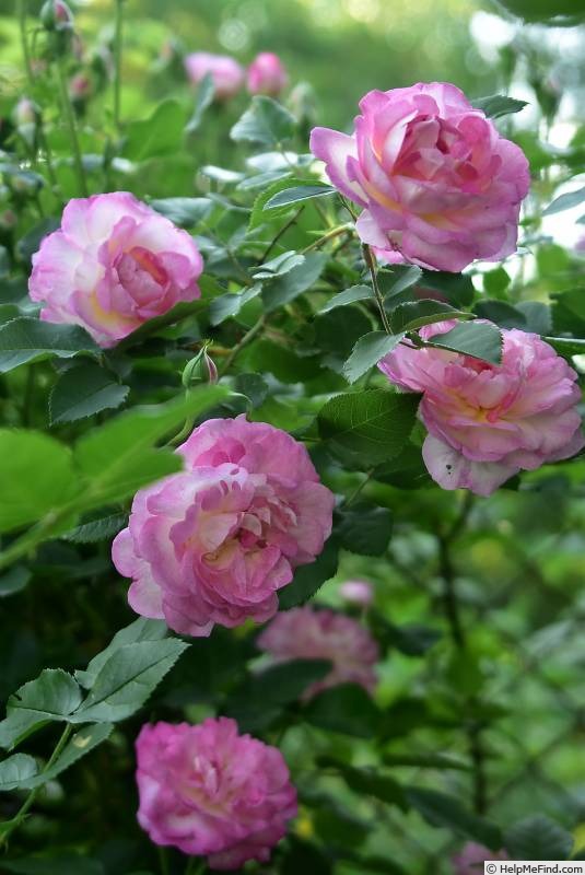 'Morning Blush ™ (Alba, Sievers, 1974)' rose, click to enlarge 'Morning Blush ™ (Alba, Sievers, 1974)' rose photo