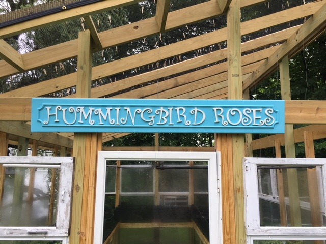 'Hummingbird Roses'  photo