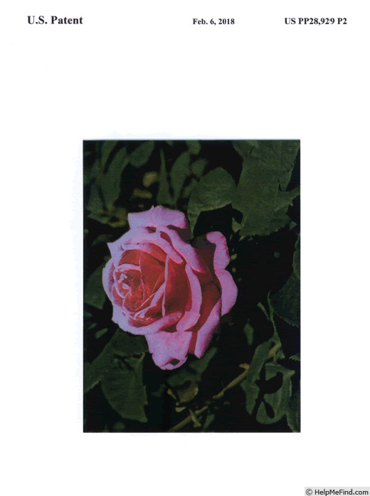 'LIMkiss' rose photo