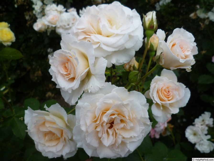 'Poustinia' rose, click to enlarge 'Poustinia' rose photo