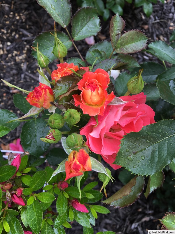 'Coral Cove' rose photo