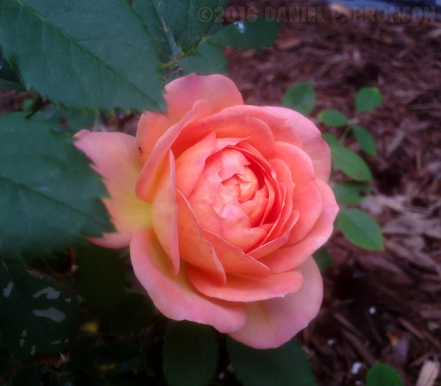 'Lady of Shalott ®' rose photo