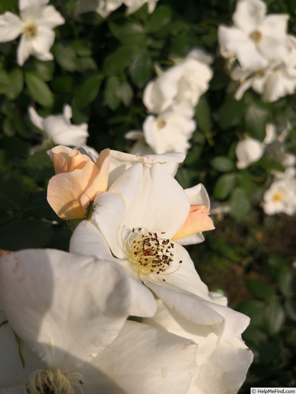 'Sally Holmes (Hybrid Musk, Holmes 1976)' rose photo