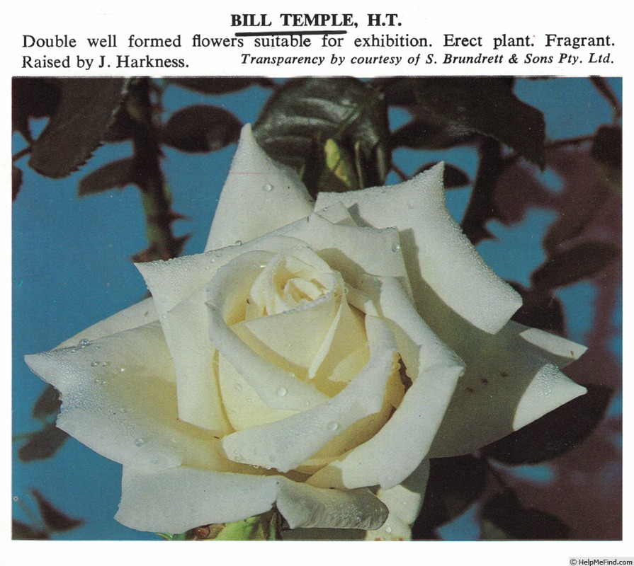 'Bill Temple' rose photo