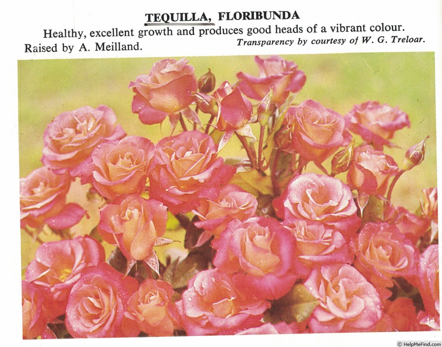 'Tequila ® (floribunda, Meilland, 1978)' rose photo