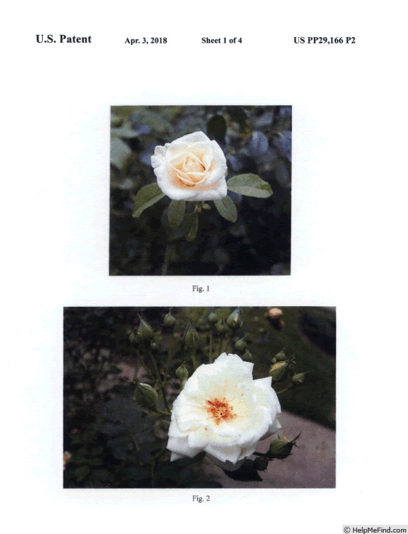 'JAJchel' rose photo
