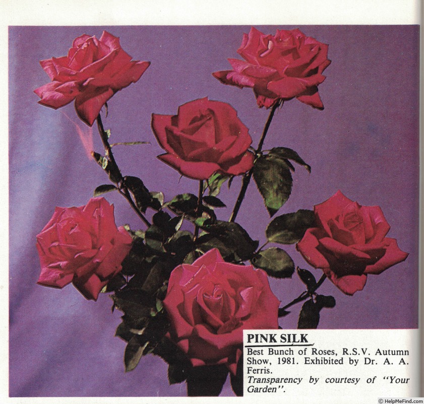 'Pink Silk (hybrid tea, Gregory 1972)' rose photo
