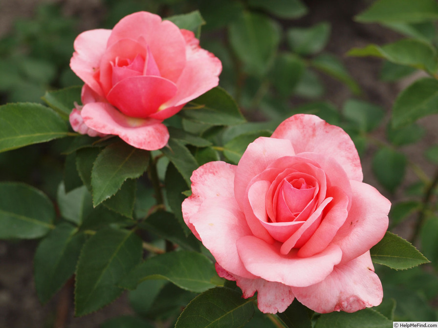 'Elaine Paige™' rose photo