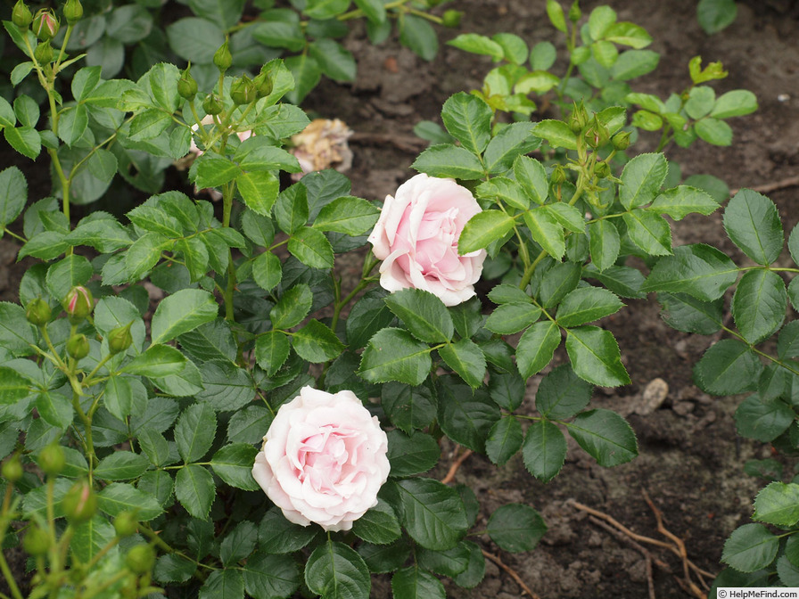 'Evy ®' rose photo