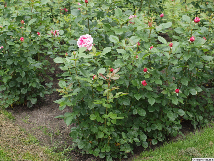 'Romina ® (hybrid tea, Evers 2009/15)' rose photo