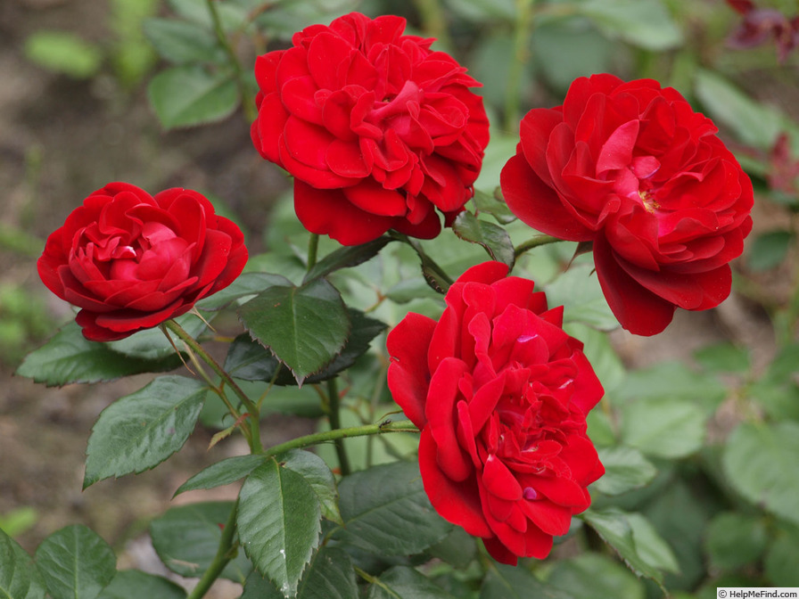 'Mariandel ®' rose photo