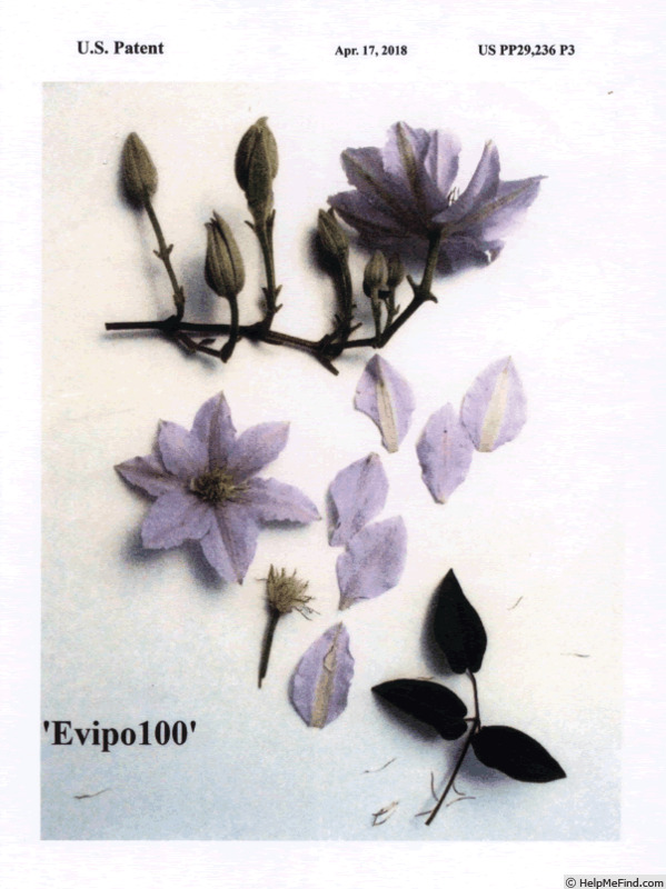 'Evipo100' clematis photo