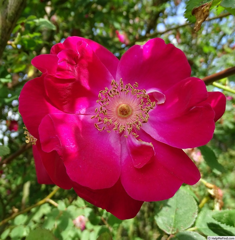 'Eddie's Jewel' rose photo