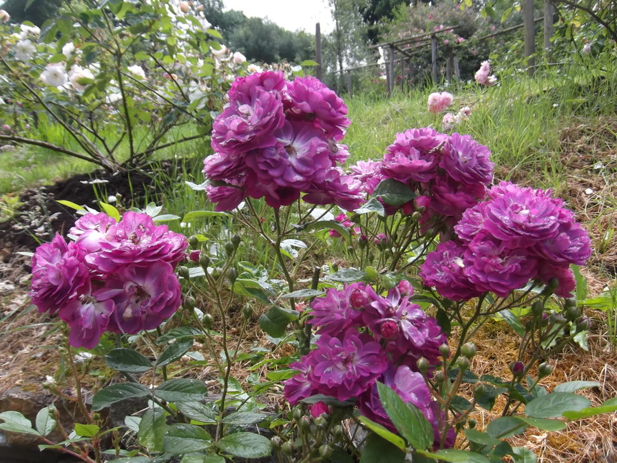 'Baby Faurax' rose photo