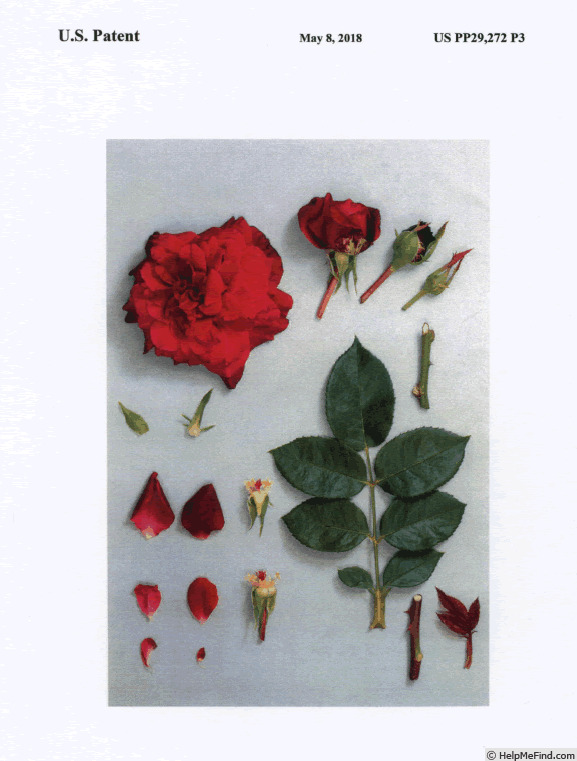 'KORvuebell' rose photo